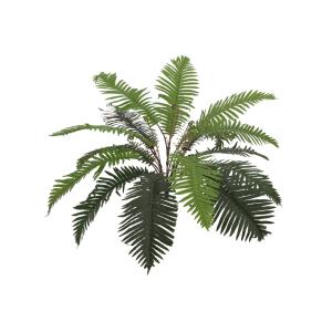 EUROPALMS Sword Fern