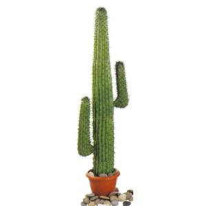 Cacti