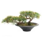82600113-Europalms Potloodceder