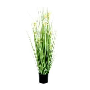 82600144-Europalms Sterren gras