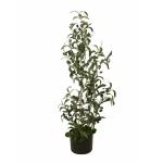 EUROPALMS Olijfboom, kunstplant, 90 cm