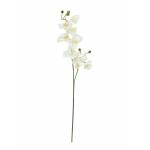 EUROPALMS Orchideeëntak, kunst, crèmewit, 100cm