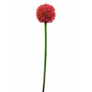 EUROPALMS Allium spray, artificial, red, 55cm