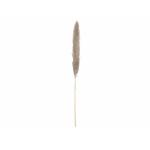 JOLIPA Pampas grastak, gedroogd, naturel, 137cm