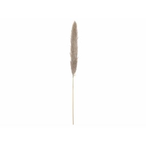 JOLIPA Pampas Grass Branch, dried, natural, 137cm