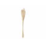 JOLIPA Pampasgras strobos, gedroogd, natur, 75cm
