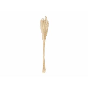 JOLIPA Pampas Grass Straw Bunch, dried, natur, 75cm