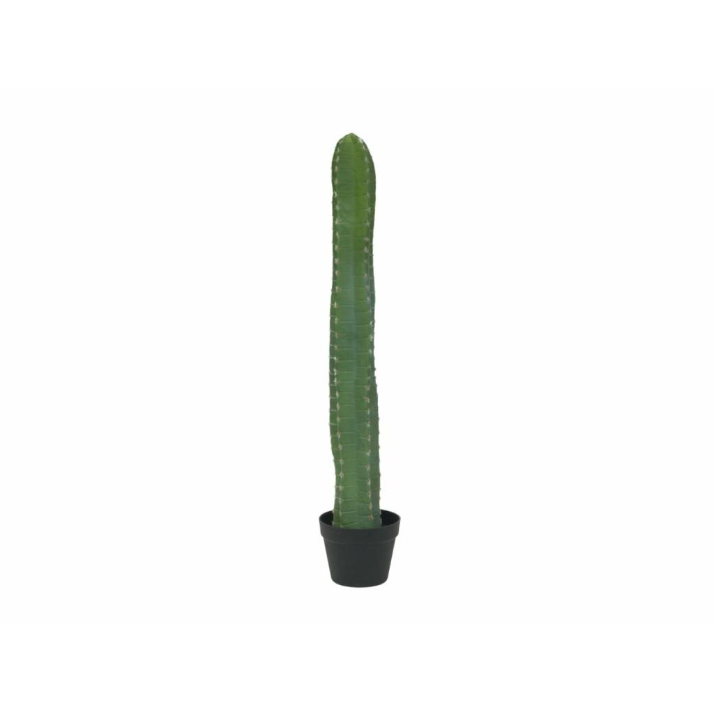 Cactussen
