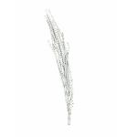 EUROPALMS Galho Buriti wit 150cm