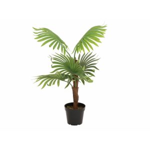EUROPALMS Fan palm