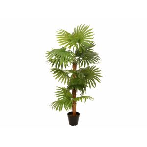 EUROPALMS Fan palm