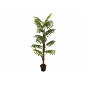 EUROPALMS Fan palm