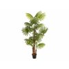 EUROPALMS Fan palm