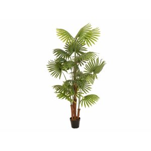 EUROPALMS Fan palm