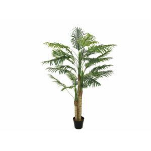 EUROPALMS Areca palm