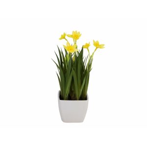 EUROPALMS Daffodil