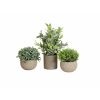 EUROPALMS Table plants in pots