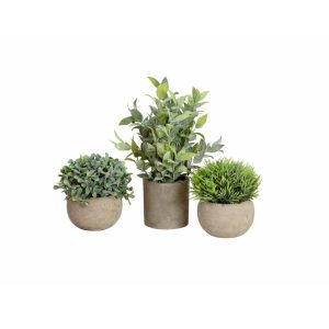 EUROPALMS Table plants in pots