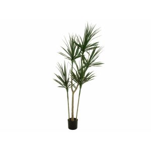 EUROPALMS Dracaena