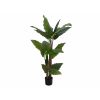 EUROPALMS Taro Alocasia