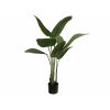 EUROPALMS Strelitzia