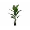 EUROPALMS Strelitzia